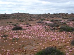 Brunsvigia bosmaniae expanding the panorama